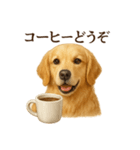【癒し】ゴールデンレトリバーのカフェ（個別スタンプ：1）