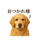 【癒し】ゴールデンレトリバーのカフェ（個別スタンプ：4）
