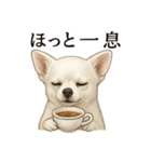 【癒し】白いチワワのまったりカフェ一言（個別スタンプ：3）