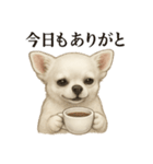 【癒し】白いチワワのまったりカフェ一言（個別スタンプ：12）