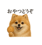 【癒し】ポメラニアンのまったりカフェ（個別スタンプ：10）