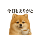 【癒し】ポメラニアンのまったりカフェ（個別スタンプ：12）