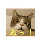 きっと、キャット（個別スタンプ：3）