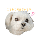 マルチーズ♡写真よく使うスタンプ（個別スタンプ：1）