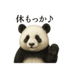 【癒し】リアルすぎるパンダまったりカフェ（個別スタンプ：12）