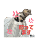 ぶうちゃん＆イケメン（個別スタンプ：10）