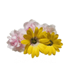花の写真シンプルなメッセージスタンプ（個別スタンプ：1）