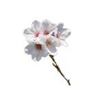 花の写真シンプルなメッセージスタンプ（個別スタンプ：2）