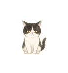 やさしいねこの毎日スタンプ（個別スタンプ：31）