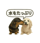ららら 犬（個別スタンプ：1）