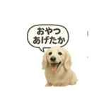 ららら 犬（個別スタンプ：3）