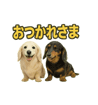 ららら 犬（個別スタンプ：14）