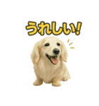ららら 犬（個別スタンプ：23）