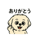 色んな表情するマルチーズ（個別スタンプ：1）
