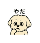 色んな表情するマルチーズ（個別スタンプ：2）