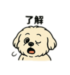 色んな表情するマルチーズ（個別スタンプ：3）