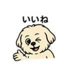 色んな表情するマルチーズ（個別スタンプ：5）