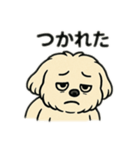色んな表情するマルチーズ（個別スタンプ：11）