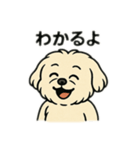 色んな表情するマルチーズ（個別スタンプ：12）