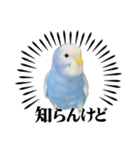 とらちゃんのすけスタンプ（個別スタンプ：6）