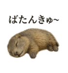 仕事終わりひとこと集〜マーモット（個別スタンプ：3）