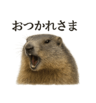 仕事終わりひとこと集〜マーモット（個別スタンプ：4）