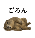 仕事終わりひとこと集〜マーモット（個別スタンプ：10）