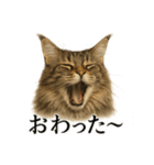 仕事終わりひとこと集〜サイベリアン（個別スタンプ：12）