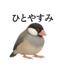 仕事終わりひとこと集〜文鳥（個別スタンプ：1）