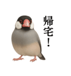 仕事終わりひとこと集〜文鳥（個別スタンプ：2）