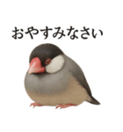 仕事終わりひとこと集〜文鳥（個別スタンプ：3）