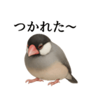 仕事終わりひとこと集〜文鳥（個別スタンプ：4）