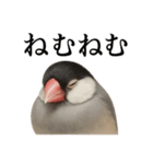 仕事終わりひとこと集〜文鳥（個別スタンプ：5）