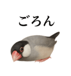仕事終わりひとこと集〜文鳥（個別スタンプ：7）