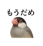仕事終わりひとこと集〜文鳥（個別スタンプ：8）