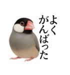 仕事終わりひとこと集〜文鳥（個別スタンプ：9）