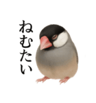 仕事終わりひとこと集〜文鳥（個別スタンプ：10）