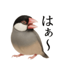 仕事終わりひとこと集〜文鳥（個別スタンプ：11）