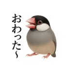 仕事終わりひとこと集〜文鳥（個別スタンプ：12）