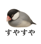 仕事終わりひとこと集〜文鳥（個別スタンプ：13）