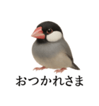 仕事終わりひとこと集〜文鳥（個別スタンプ：15）