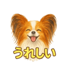 パピヨン、気持ちを伝えるスタンプ（個別スタンプ：5）