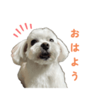マルチーズ写真・うちの子あるあるスタンプ（個別スタンプ：6）