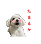 マルチーズ写真・土佐弁スタンプ（個別スタンプ：1）