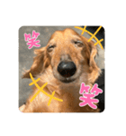 ぺーさんと日常（個別スタンプ：11）