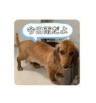 ぺーさんと日常（個別スタンプ：13）