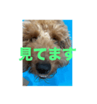 名前は、レオくん（個別スタンプ：3）