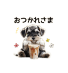 毎日のふわふわシュナウザー【日常会話】（個別スタンプ：1）