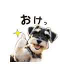 毎日のふわふわシュナウザー【日常会話】（個別スタンプ：2）