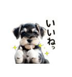 毎日のふわふわシュナウザー【日常会話】（個別スタンプ：3）
